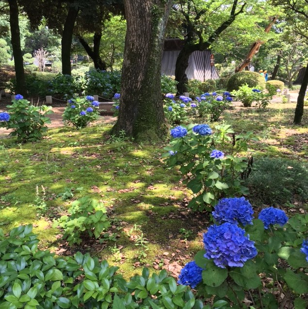 ajisai